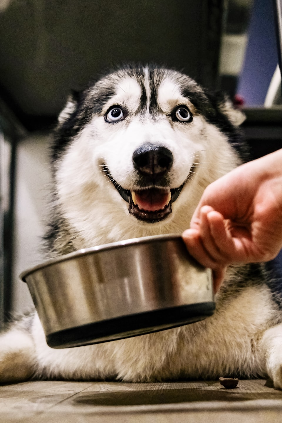 homemade dog food recipes